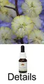 SUNSHINE WATTLE Buschblüten Australian Bush Flower Essences / Love Remedies