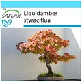 SAFLAX - Geschenk Set - Bonsai - Amerikanischer Amberbaum - 100 Samen - Mit Geschenk- / Versandbox, Versandaufkleber, Geschenkkarte und Anzuchtsubstrat - Liquidamber styraciflua