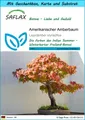 SAFLAX Blumensamen SAFLAX - Geschenkset - Amerikanischer Amberbaum