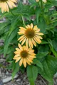 Echinacea purpurea 'Harvest Moon', gelb-orange, ca. 11x11 cm Topf