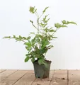 Pflanzen für Dich Staude Astilbe japonica Montgomery, 1 St., Prachtspiere