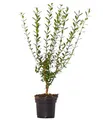 Dehner Gemeiner Liguster, Ligustrum vulgare, für 10 Meter Hecke, ca. 60-100 cm, 40 x 3 l Topf, Heckenpflanze