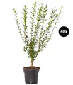 Dehner Hecken Gemeiner Liguster, 40 Pflanzen, für 10 Meter Hecke, 60-100 cm, wintergrüne Sichtschutz-Hecke, weiße Blüten ab Juni