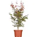 Acer Palmatum Atropurpureum Japanischer Ahorn Rotlaubig 40–60 cm