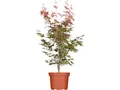 Acer palmatum 'Atropurpureum', Japanischer Ahorn, rotlaubig, 40–60 cm