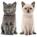 Katzen-Baby Fensterbild Set I lebensecht groß I beidseitig Bedruckt I Fenster-Aufkleber I statisch haftend I Vogel-Schutz I selbstklebend wiederablösbar I dv978