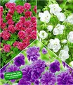 BALDUR Garten Kollektion Winterharte Geranien Stauden Sortiment, 6 Knollen Geranium himalayense
