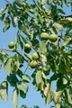 Pflanzen für Dich Gehölze Juglans regia Lake, 1 St., Walnussbaum, Echte Walnuss, Gemeine Walnuss