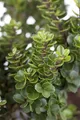 Ilex crenata 'Mariesii', Japanische Stechpalme, immergrün, 30–40 cm