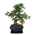 Exotenherz - Bonsai Fukientee - Carmona microphylla - ca. 6 Jahre