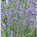 Echter Lavendel Peter Pan - Lavandula angustifolia