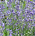 Echter Lavendel Peter Pan - Lavandula angustifolia - lebende Gartenpflanze aus den Baumschulen