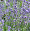 Echter Lavendel Peter Pan - Lavandula angustifolia