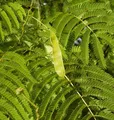 Seidenakazie - Schlafbaum 40-60cm - Albizia julibrissin