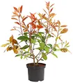 Dehner Purpur-Glanzmispel Red Robin, grün-rote Blätter, ca. 30-35 cm, 2 l Topf, Heckenpflanze