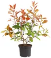 Dehner Hecken Purpur-Glanzmispel Red Robin, Photinia x fraseri, immergrüner Busch, Heckenpflanze mit hellrotem bis purpurfarbenem Austrieb