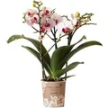 Kolibri Weiße Phalaenopsis Orchidee Mineral Gibraltar Topfgröße 9cm Frisch Vom Züchter