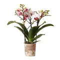 Exotenherz Zimmerpflanze Weiße Phalaenopsis Orchidee Mineral Gibraltar Topfgröße 9cm