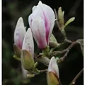 Tulpen Magnolie 80-100cm - Magnolia soulangiana