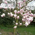 Magnolia soulangeana von INTRAGARTEN | Tulpen-Magnolie Frühlingsblüher | 40-60cm im 5 Liter Topf