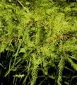 Hochstamm Zwerg Sumpfzypresse Secrest 125-150cm - Taxodium distichum