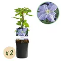 Kletterpflanze Clematis Blue Angel Blüte Licht Blau ⌀11cm ↕40cm