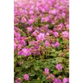 Geranium macrorrhizum 'Bevan' - Garten-Storchschnabel 'Bevan´s Variety' - 9cm Topf