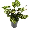 Exotenherz Schattenpflanze mit Besonderem Blattmuster Calathea Makoyana Korbmarante 14cm Topf ca. 35-40cm Hoch