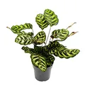 Schattenpflanze mit besonderem Blattmuster Calathea makoyana Korbmarante 14cm Topf ca. 35-40cm hoch
