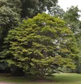 Fächer Ahorn 125-150cm - Acer palmatum