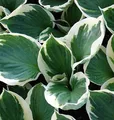Funkie Patriot - Hosta Hybrid