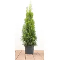 Thuja occidentalis 'Smaragd', Lebensbaum, immergrün, 80–100 cm