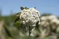 Pflanzen für Dich Gehölze Viburnum pragense, 1 St., Prager Schneeball, Immergrüner Schneeball
