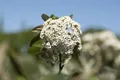 Viburnum x pragense, Prager Schneeball, immergrün, 60–80 cm