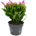 Exotenherz Großer Weihnachtskaktus Schlumbergera XXL 17cm Topf ca. 25-35cm Hoch Rosa Blüten Leuchtend Pink