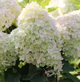 Rispenhortensie Phantom 40-60cm - Hydrangea paniculata