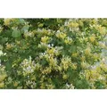 Lonicera Japonica Halliana Japanisches Geißblatt Cremeweiß 100–150 cm
