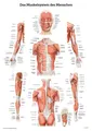 Das Muskelsystem des Menschen | Lernposter der menschlichen Anatomie | Deutsch