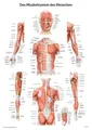 Das Muskelsystem des Menschen Lernposter der menschlichen Anatomie