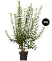 Dehner Hecken Gemeiner Liguster, Ligustrum vulgare, 30 Pflanzen, je 100-150 cm, wintergrüne Pflanze für 10 Meter Hecke, insektenfreundlich