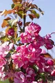 Malus 'Rudolph' 60–100 cm – Winterhart, Mehrjährig & Pflegeleicht – Zierapfel – Ziergehölz für Garten & Vorgarten