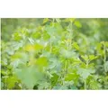 Ribes Aureum Gold-Johannisbeere 60–100 Cm