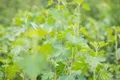 Ribes aureum 60–100 cm – Winterhart, Mehrjährig, Pflegeleicht – Goldjohannisbeere – Heckenpflanze für Garten & Sichtschutz