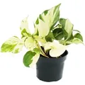 Exotenherz Weißbunte Efeutute Epipremnum Happy Leaf Scindapsus 12cm Topf Rankende Zimmerpflanze