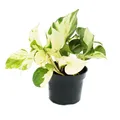 Exotenherz -Weiß-bunte Efeutute - Epipremnum Happy Leaf - Scindapsus - 12cm Topf