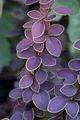 Berberis thunbergii 'Golden Ring', Berberitze, gelb-rot, 60–80 cm