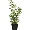 Prunus,aurocerasus 'Novita' 60-80 cm