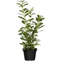 Prunus laurocerasus 'Novita', Kirschlorbeer, immergrün, 60–80 cm