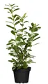 Prunus laurocerasus 'Novita', Kirschlorbeer, immergrün, 60–80 cm