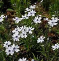 Niedrige Flammenblume Bavaria - Phlox subulata - lebende Gartenpflanze aus den Baumschulen